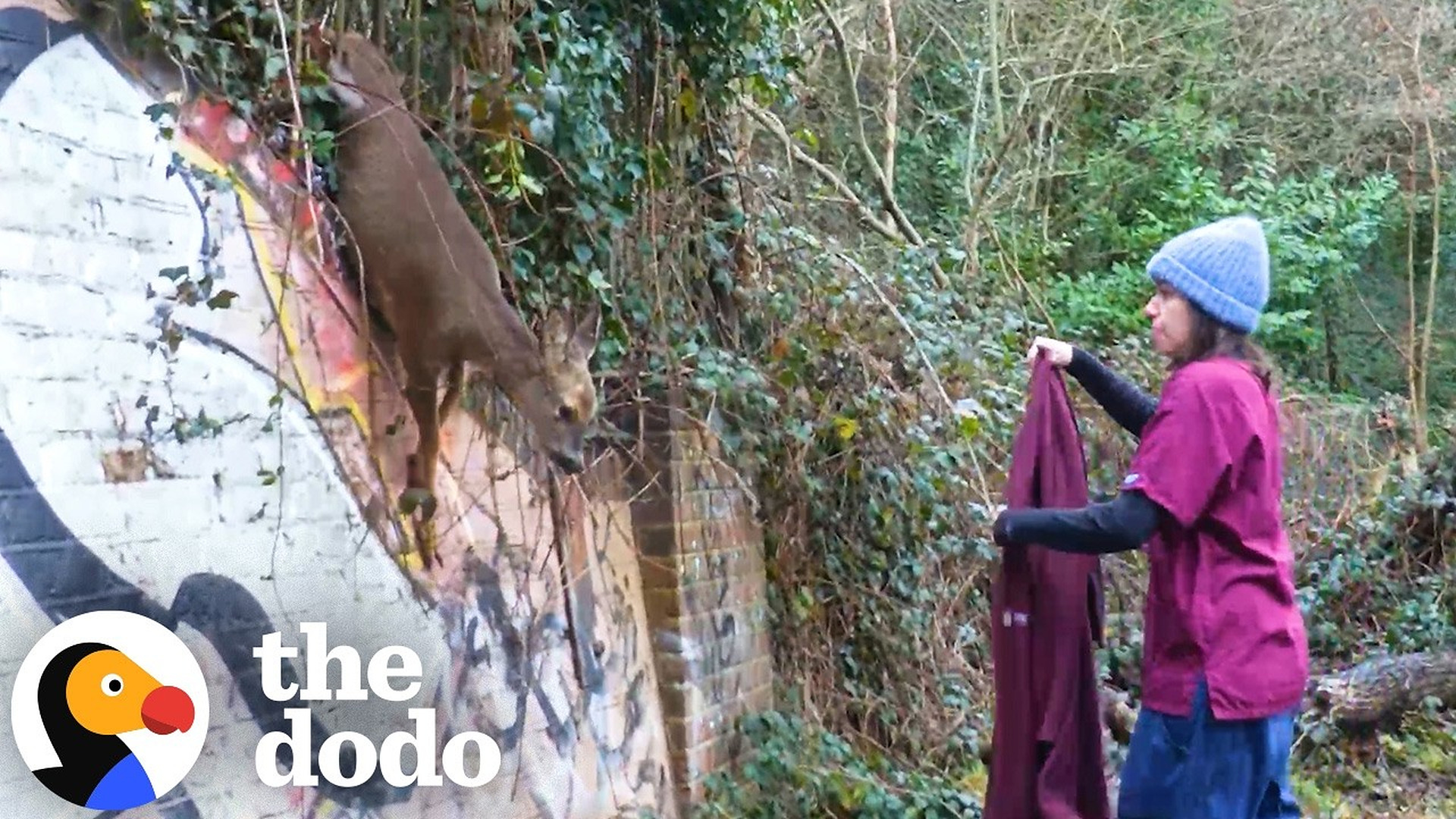 Deer Dangling From Roadside Fence Gets Freed | The Dodo