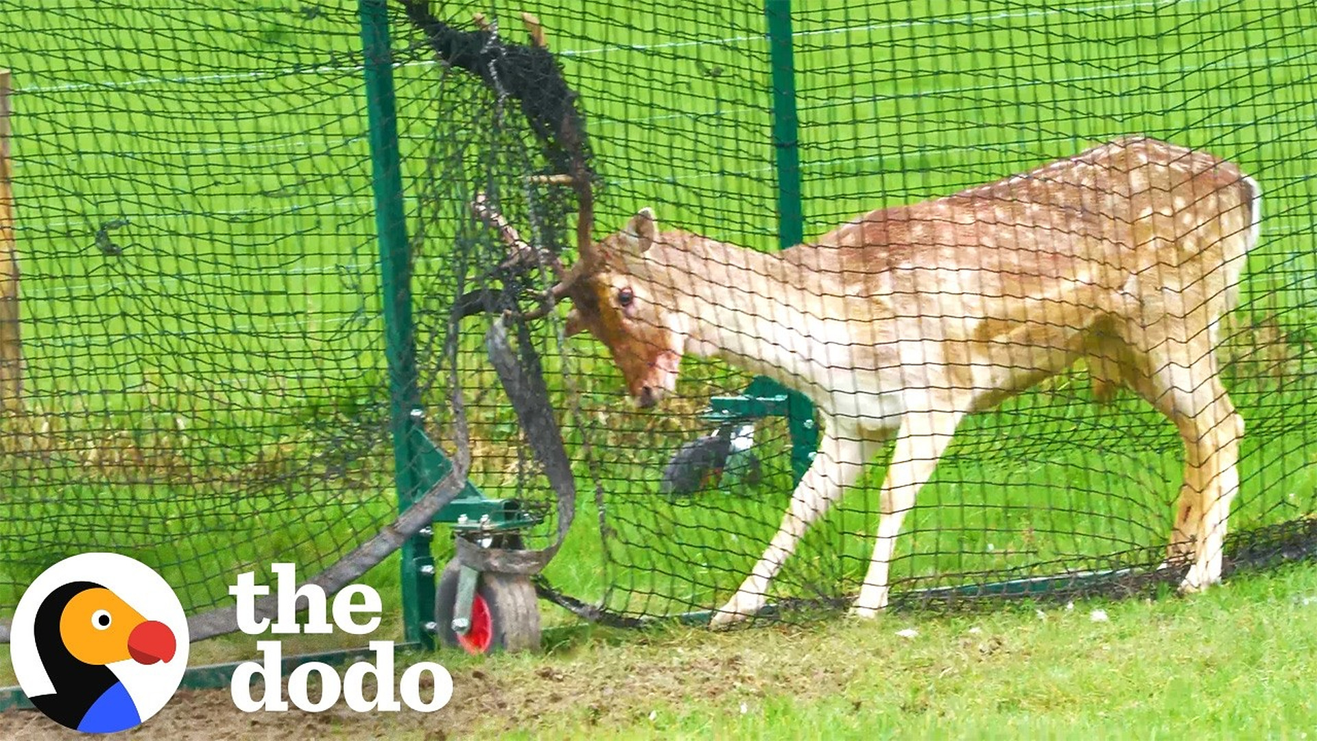Thrashing Deer Stuck In Sports Net Struggles For Hours Until Rescuers Arrive | The Dodo