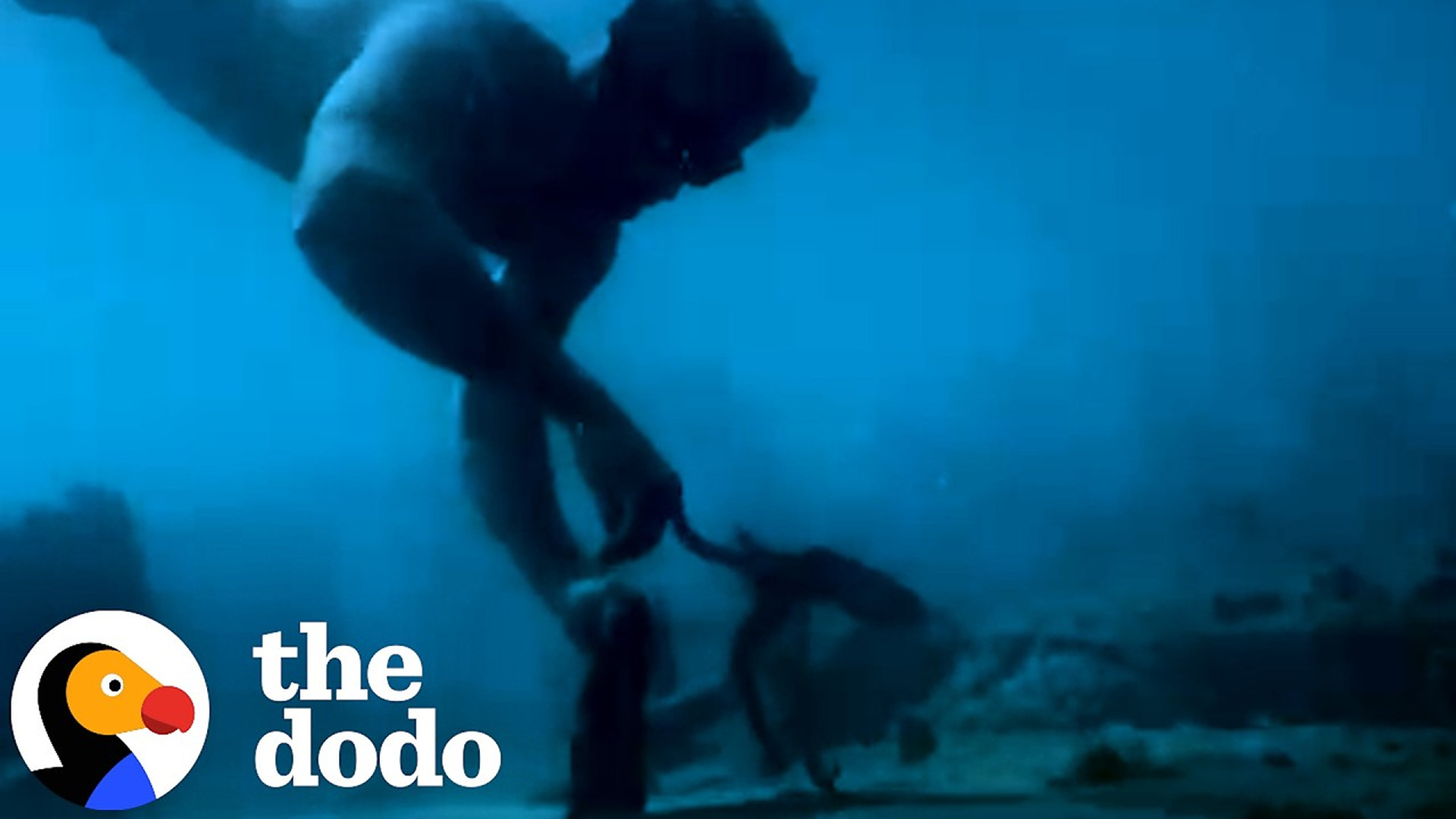 Man’s Chance Encounter With A Wild Octopus Changes Everything | The Dodo