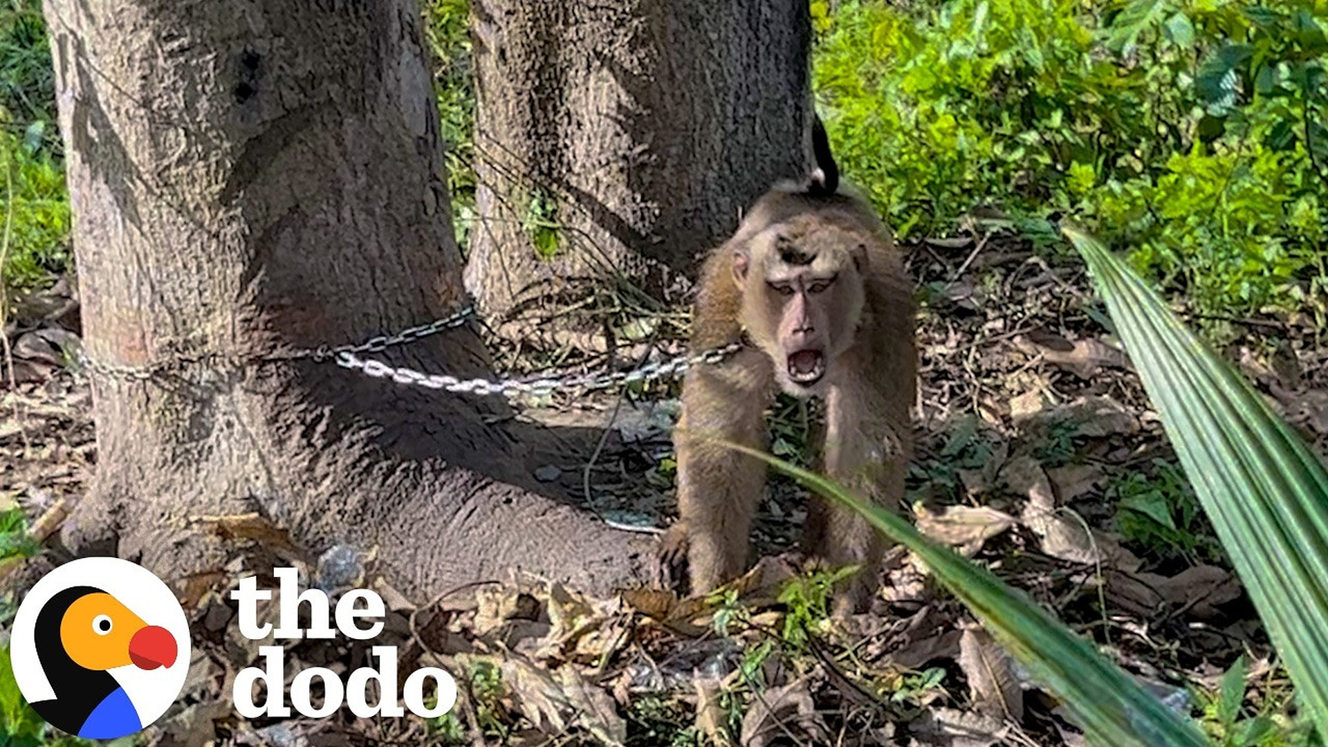 Chained Monkey Who Used To Hit Himself Is Now Finally Free | The Dodo