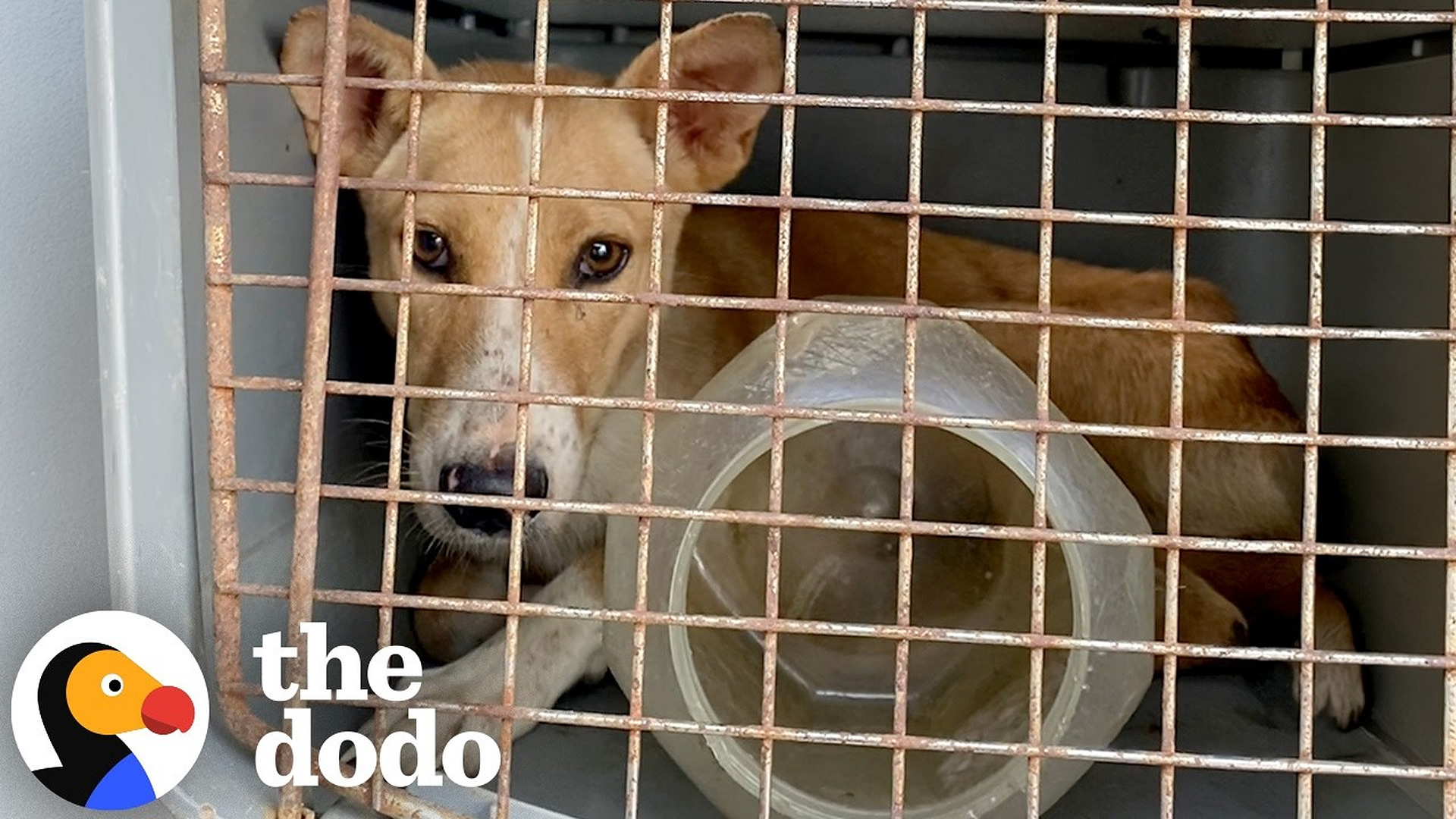 Mama Dog Trapped For Four Days In A Bucket Is Finally Reunited With Her Puppies | The Dodo