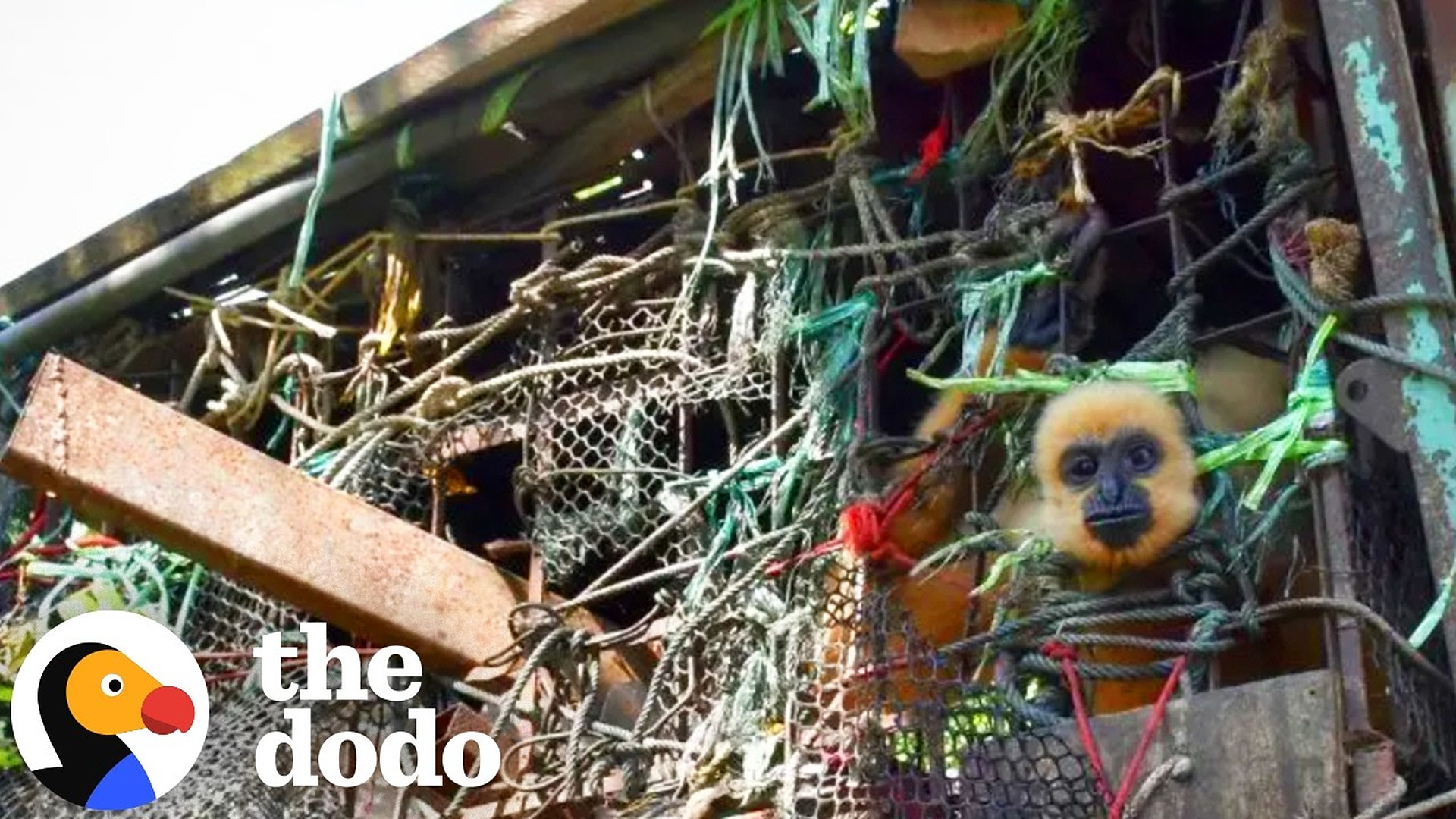 Rescued Gibbon Gets Her Own Island After 10 Years in A Cage | The Dodo