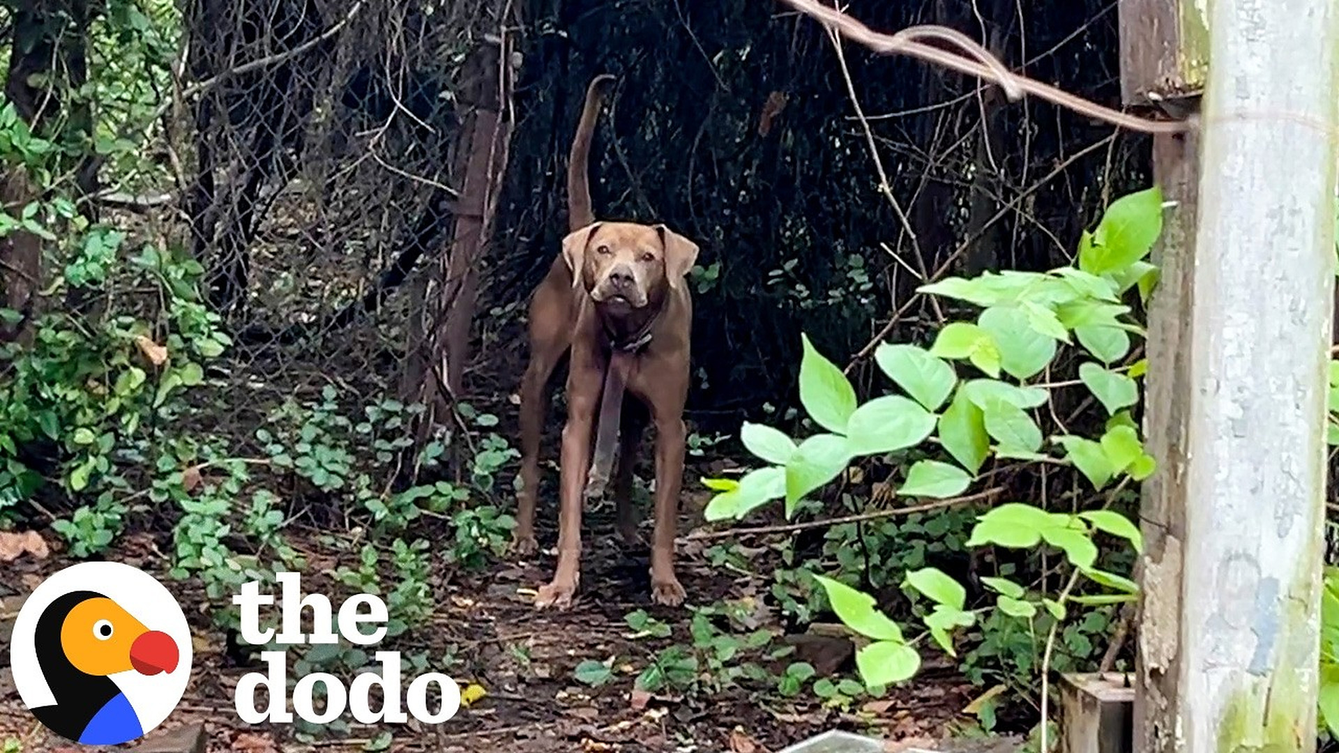 Weeks Of Trying To Save This Dog Finally Paid Off | The Dodo