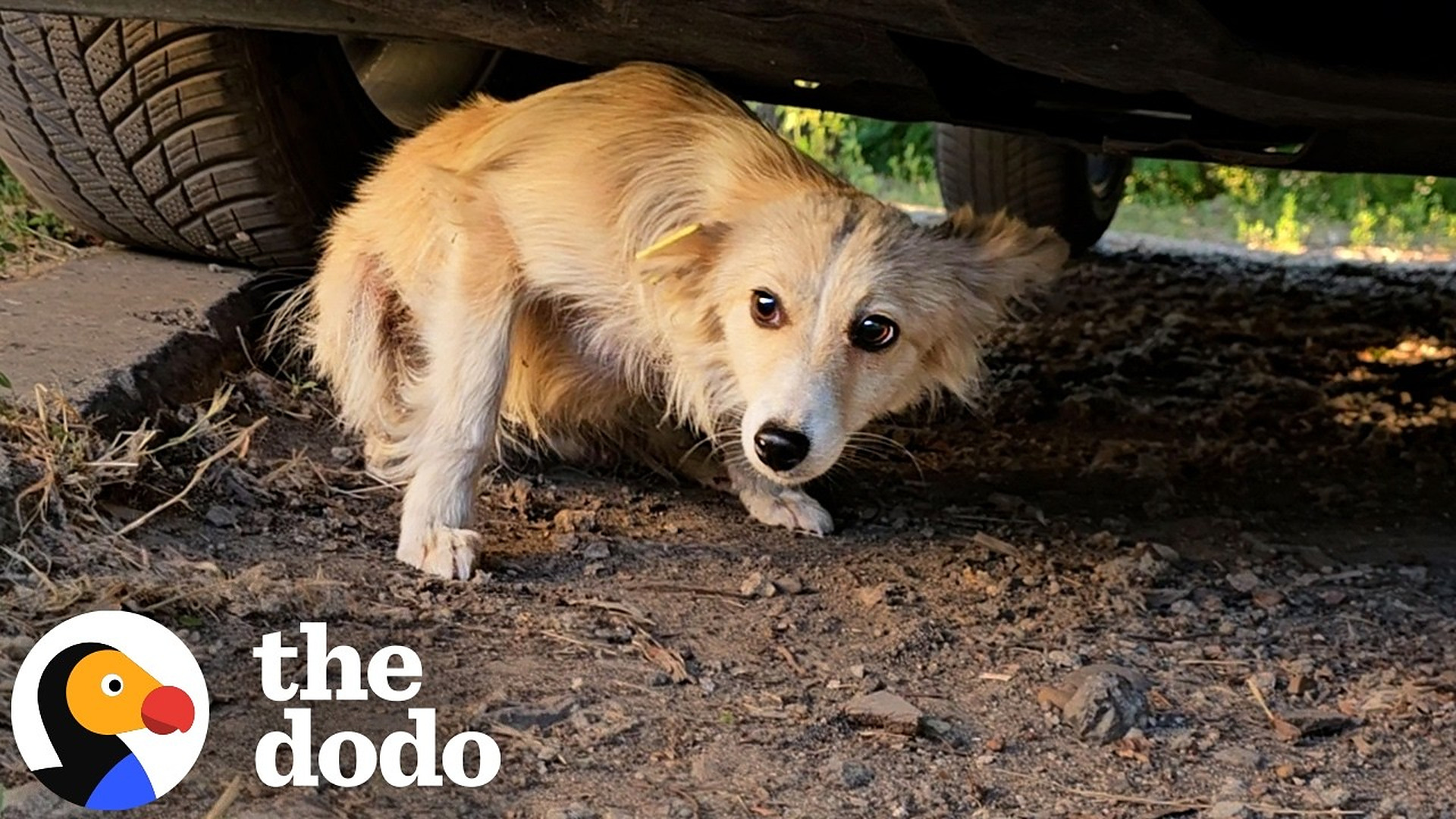 Man Saves Tiny Dog Who Was Found Beat Up Under A Car | The Dodo