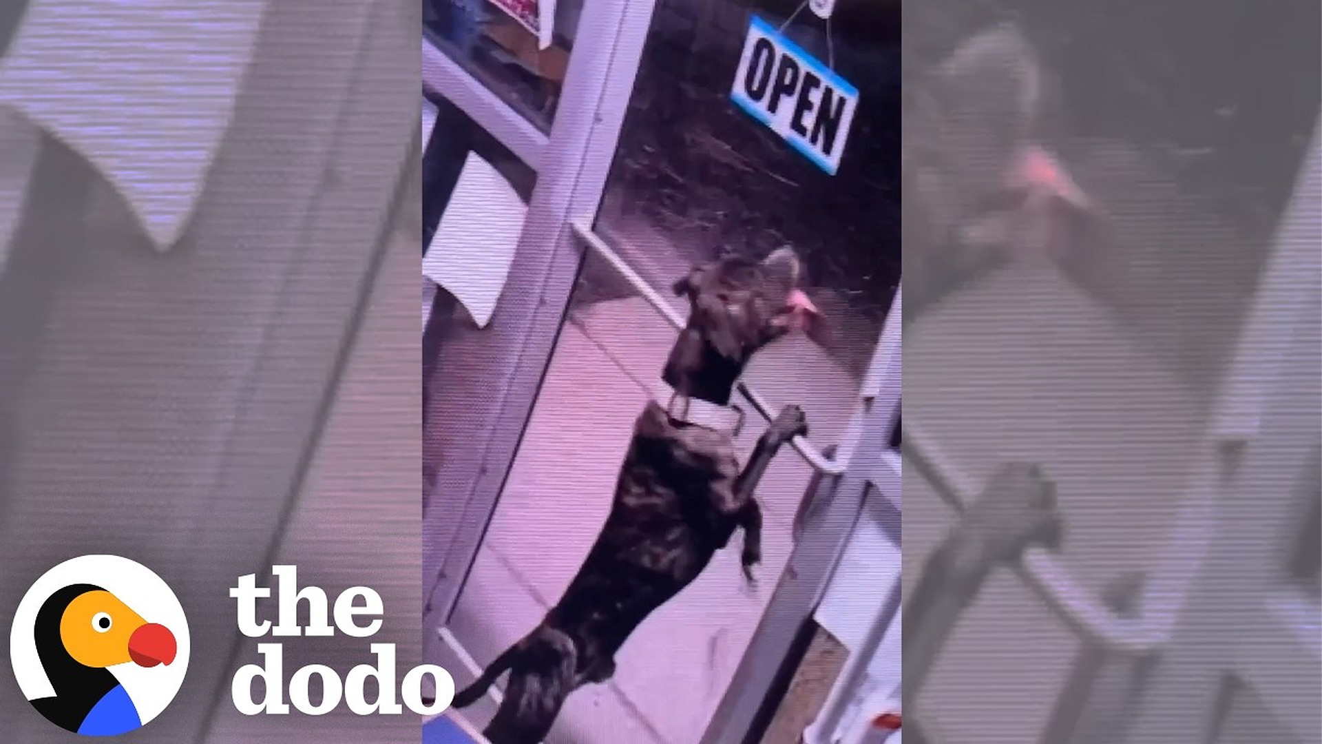 Dog Unlocks Shelter Door And Runs Back to His Old Home | The Dodo