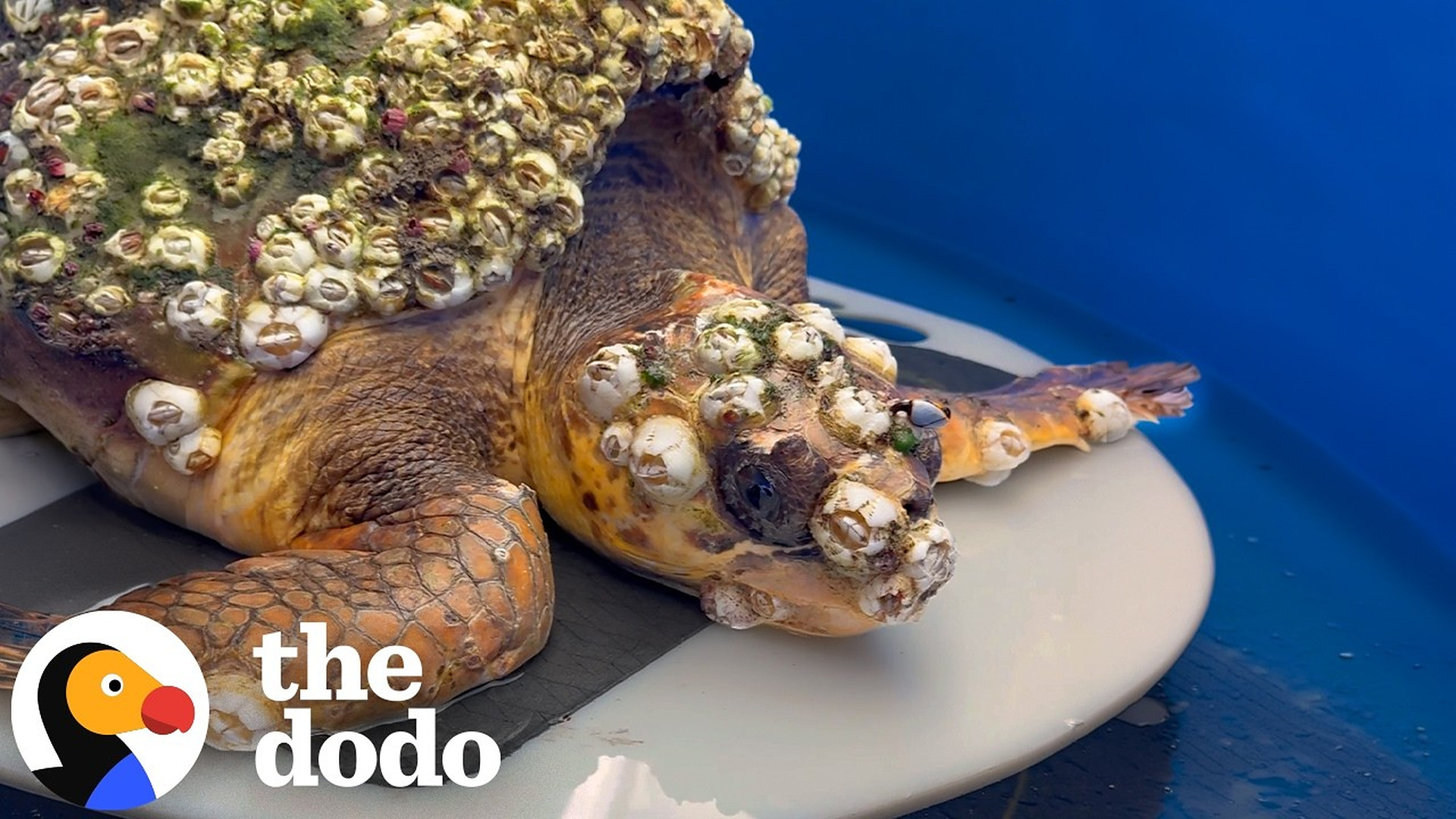 Woman Spends 92 Days Saving A Sea Turtle Covered In Barnacles | The Dodo
